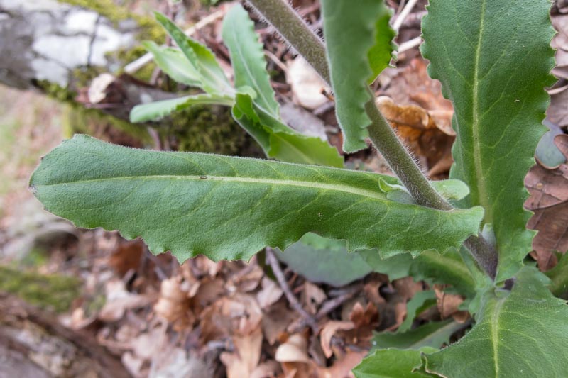 Pseudoturritis turrita (= Arabis turrita) / Arabetta maggiore